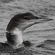 Common Loon