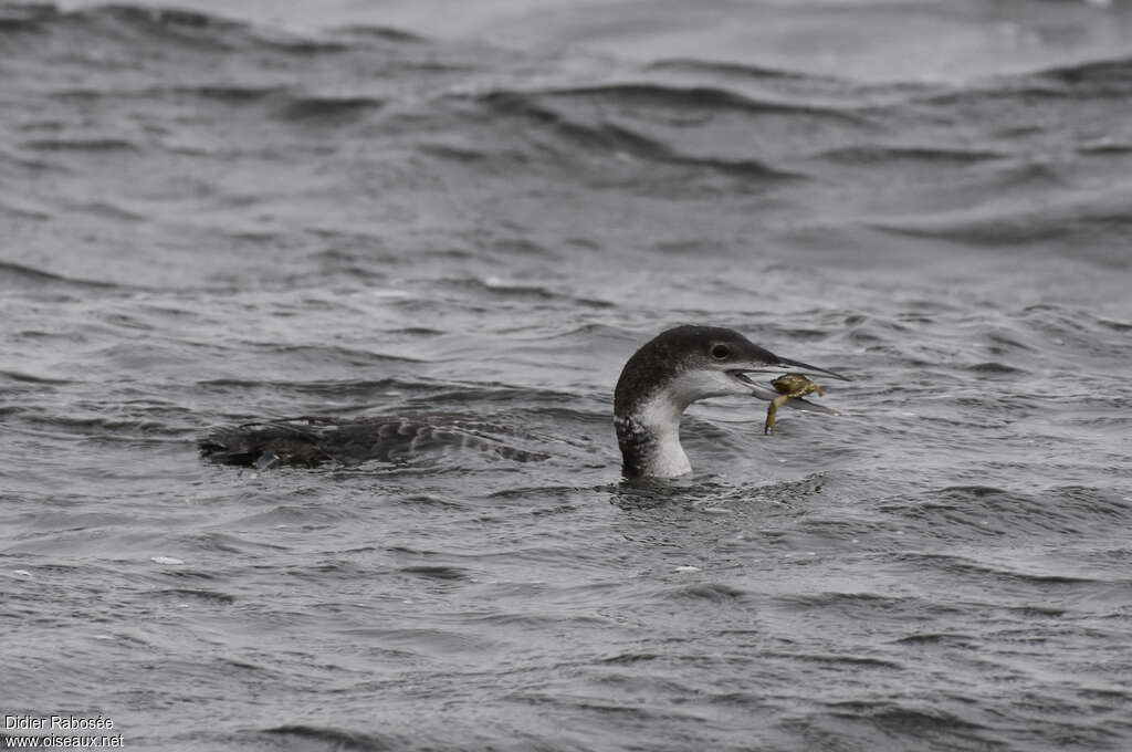 Common Loonadult post breeding, feeding habits, fishing/hunting