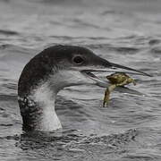 Plongeon imbrin