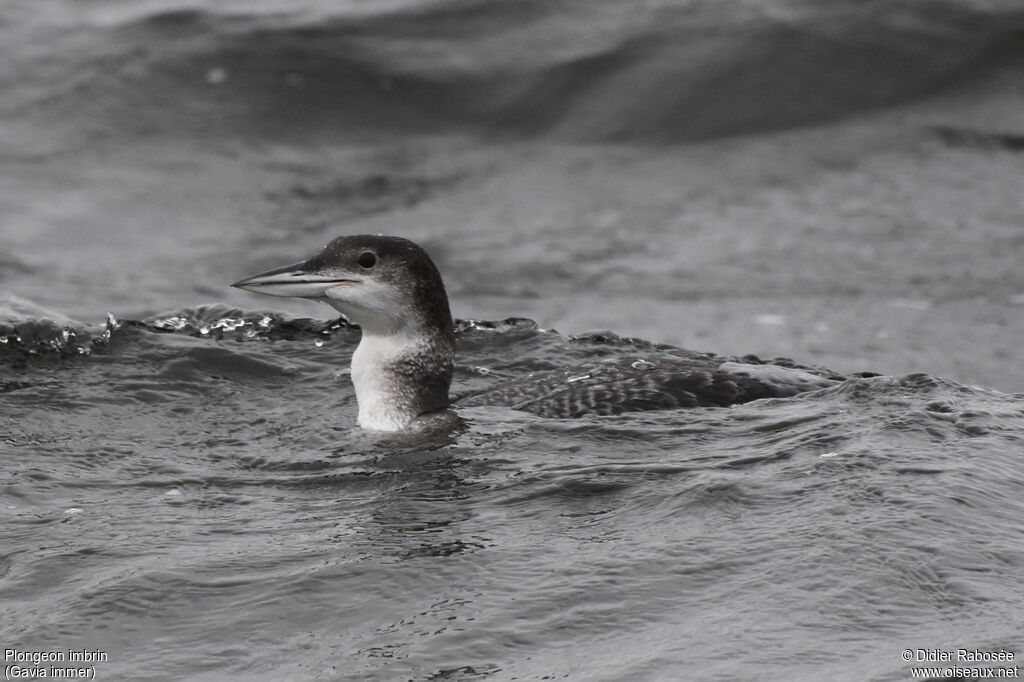 Plongeon imbrinadulte, nage, mange