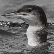 Common Loon