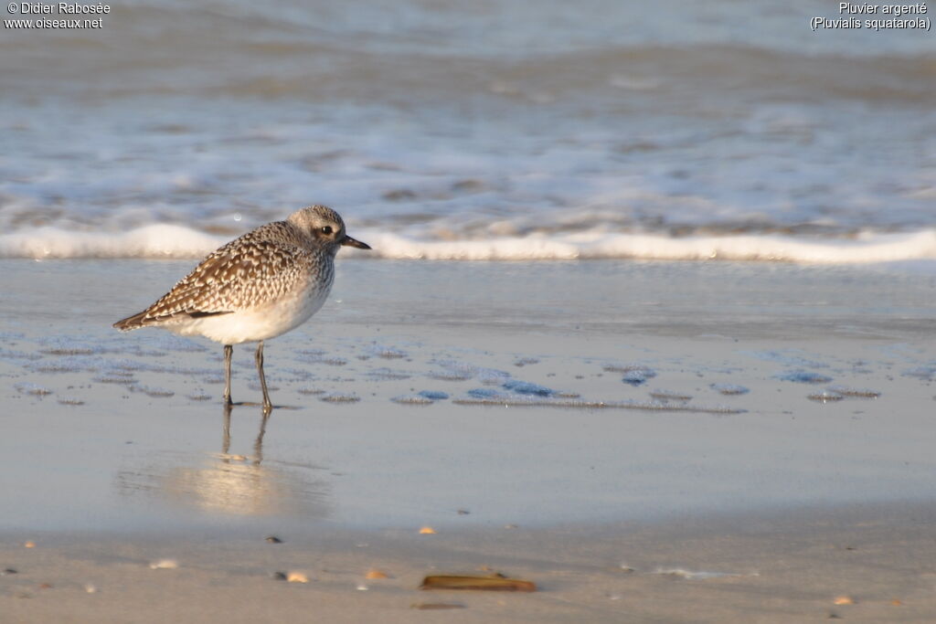 Grey Plover