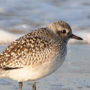 Grey Plover