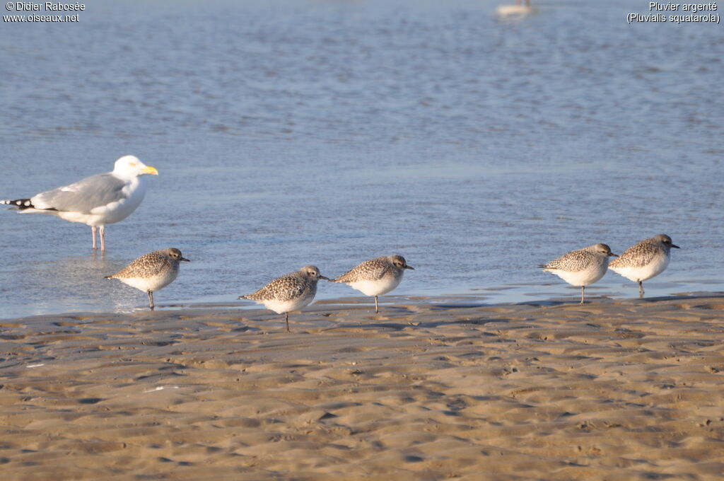 Grey Plover