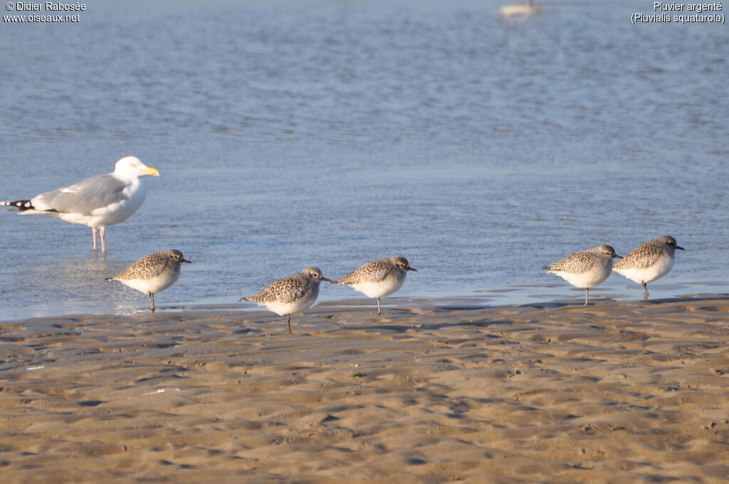 Grey Plover