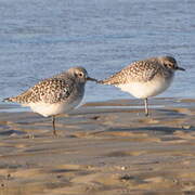 Grey Plover