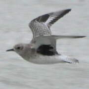 Grey Plover