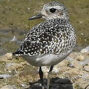 Grey Plover