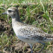 Pacific Golden Plover