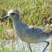 Pacific Golden Plover