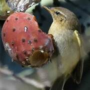 Canary Islands Chiffchaff