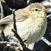 Canary Islands Chiffchaff