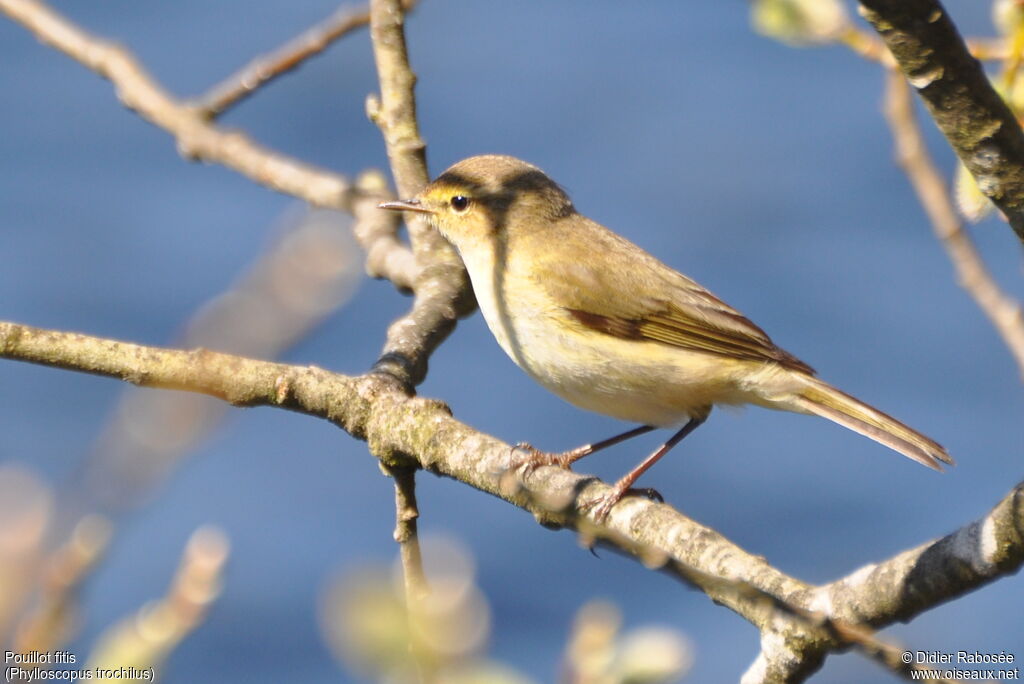 Willow Warbler