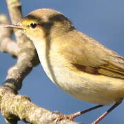 Willow Warbler