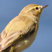 Willow Warbler