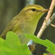 Wood Warbler