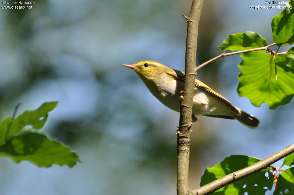 Wood Warbler