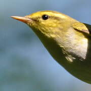 Wood Warbler