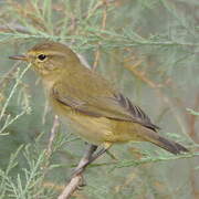 Common Chiffchaff