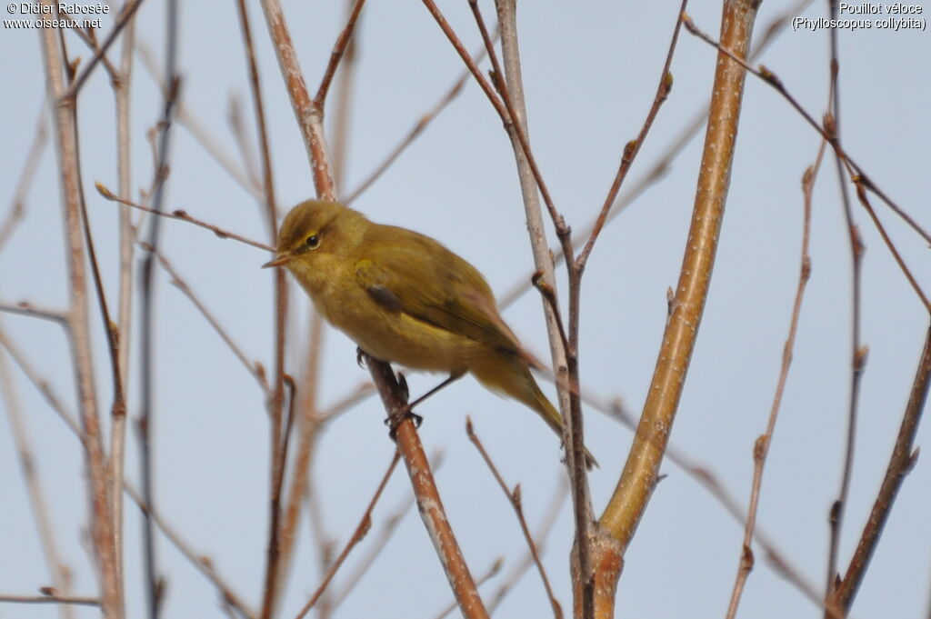 Common Chiffchaff