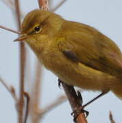 Common Chiffchaff