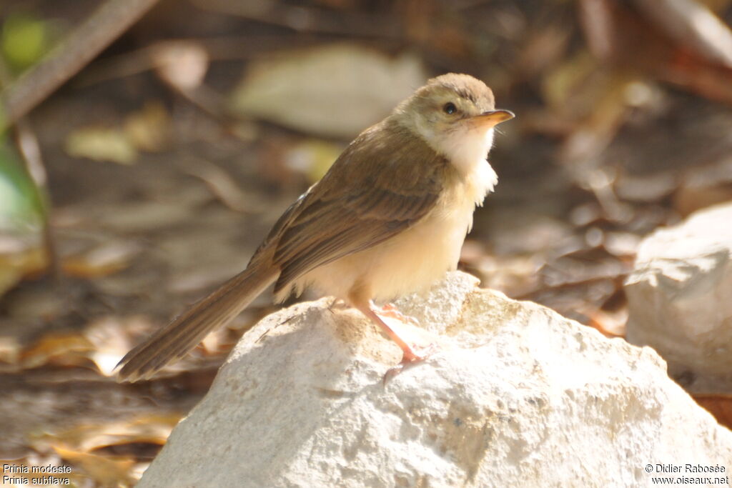 Tawny-flanked Prinia