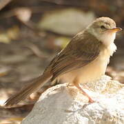 Tawny-flanked Prinia