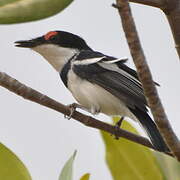 Brown-throated Wattle-eye