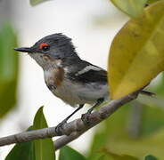 Brown-throated Wattle-eye