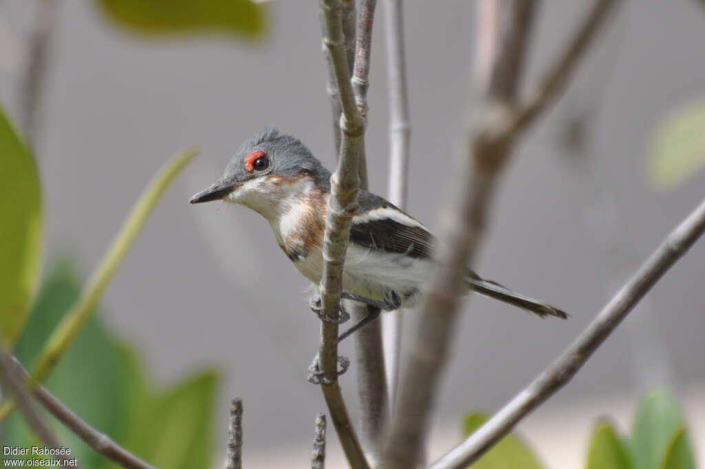 Brown-throated Wattle-eyejuvenile, identification