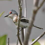 Brown-throated Wattle-eye