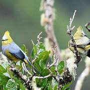 Long-tailed Silky-flycatcher