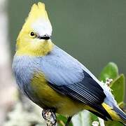 Long-tailed Silky-flycatcher