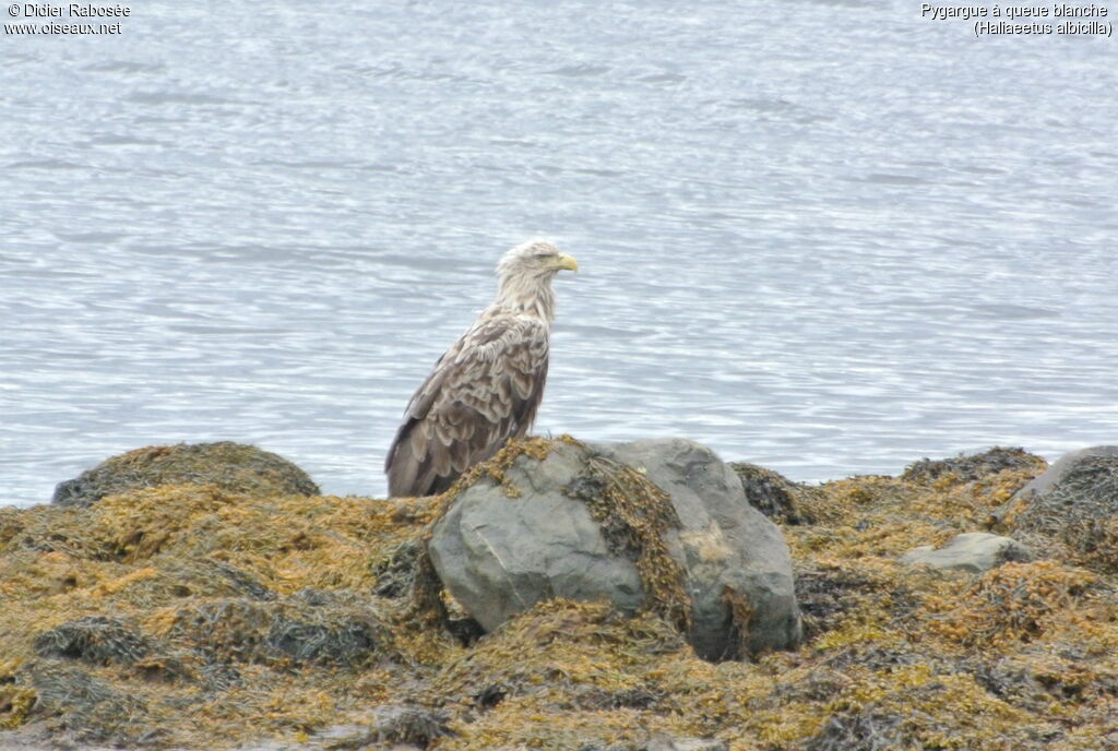 White-tailed Eagleadult