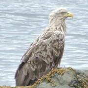 White-tailed Eagle