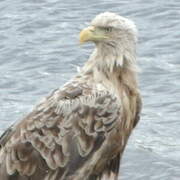 White-tailed Eagle