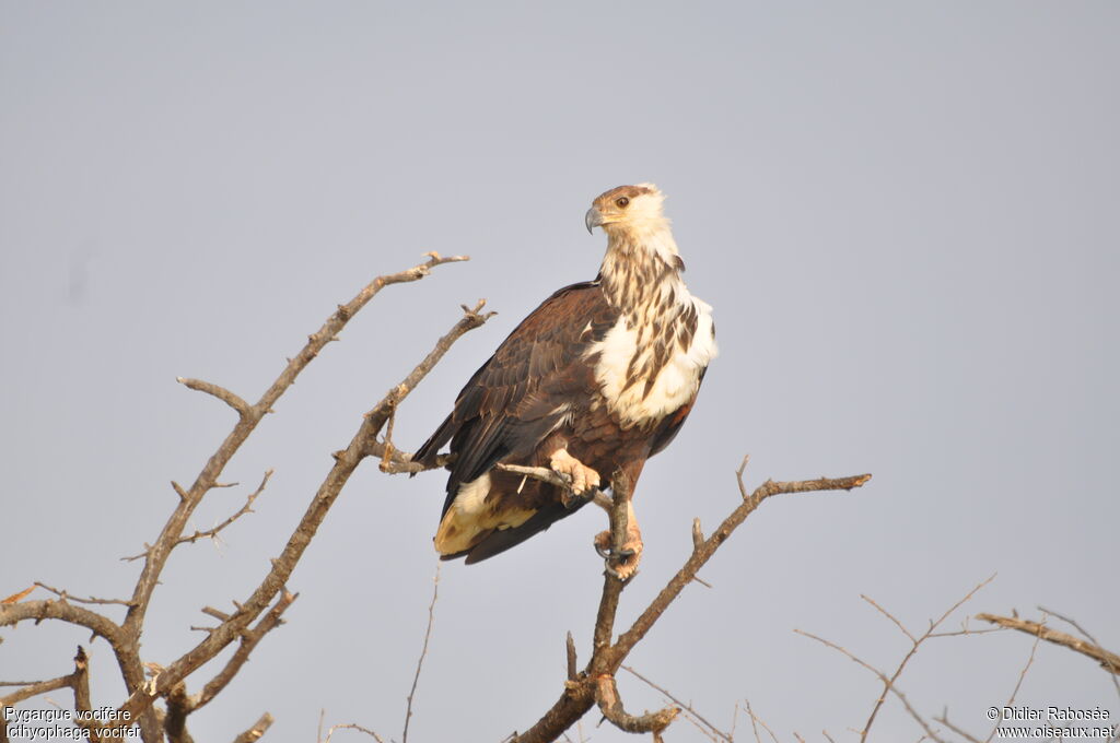 African Fish Eagleimmature