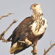 African Fish Eagle