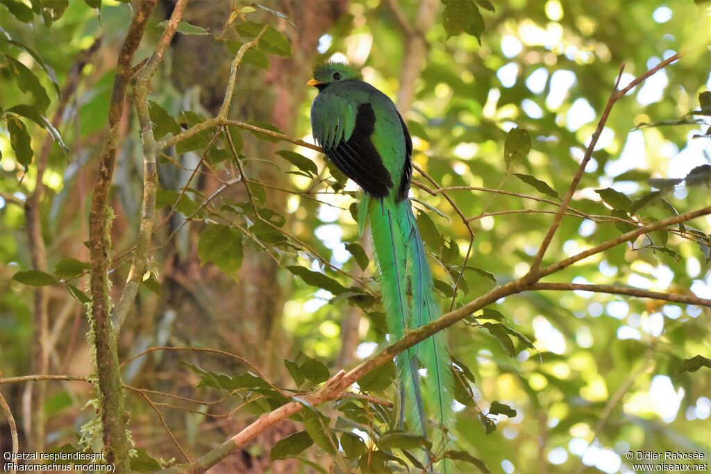 Quetzal resplendissant mâle adulte nuptial