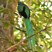 Quetzal resplendissant