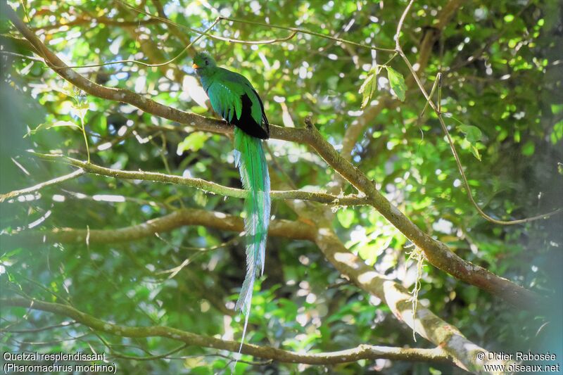 Resplendent Quetzal male adult breeding