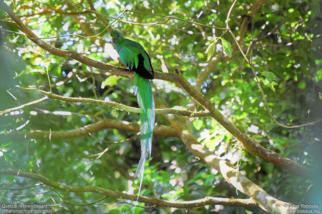 Quetzal resplendissant mâle adulte nuptial