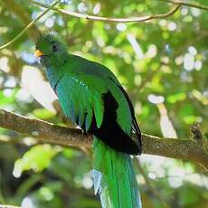 Quetzal resplendissant