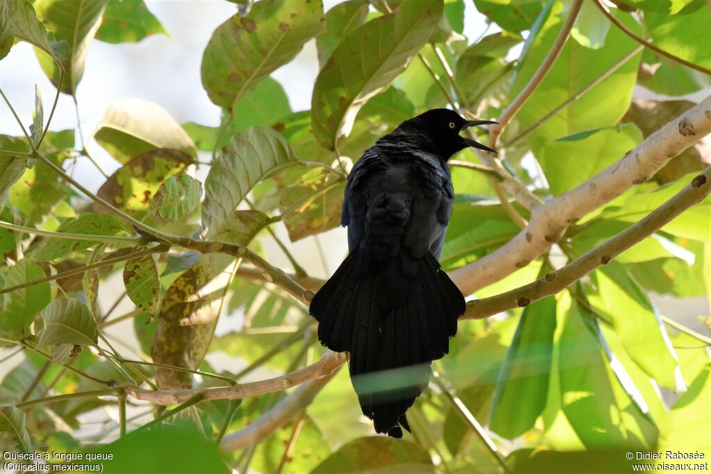 Great-tailed Grackle