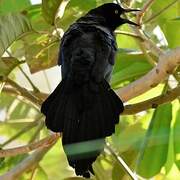 Great-tailed Grackle