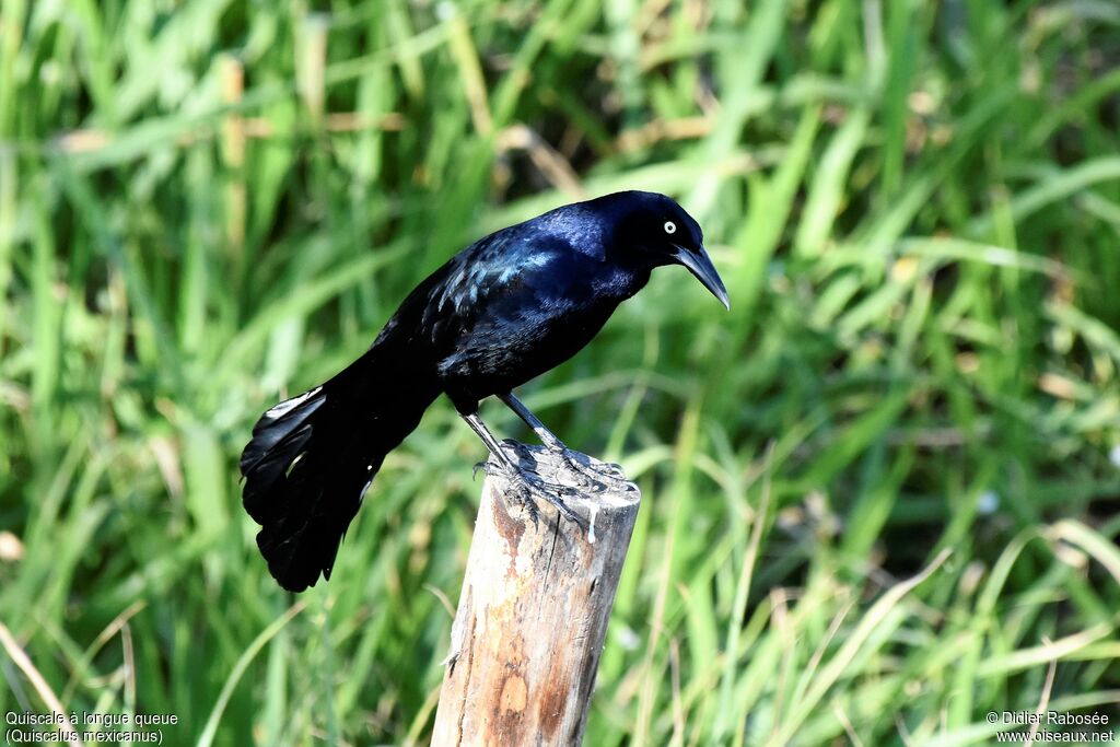 Great-tailed Grackle