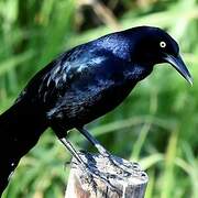 Great-tailed Grackle