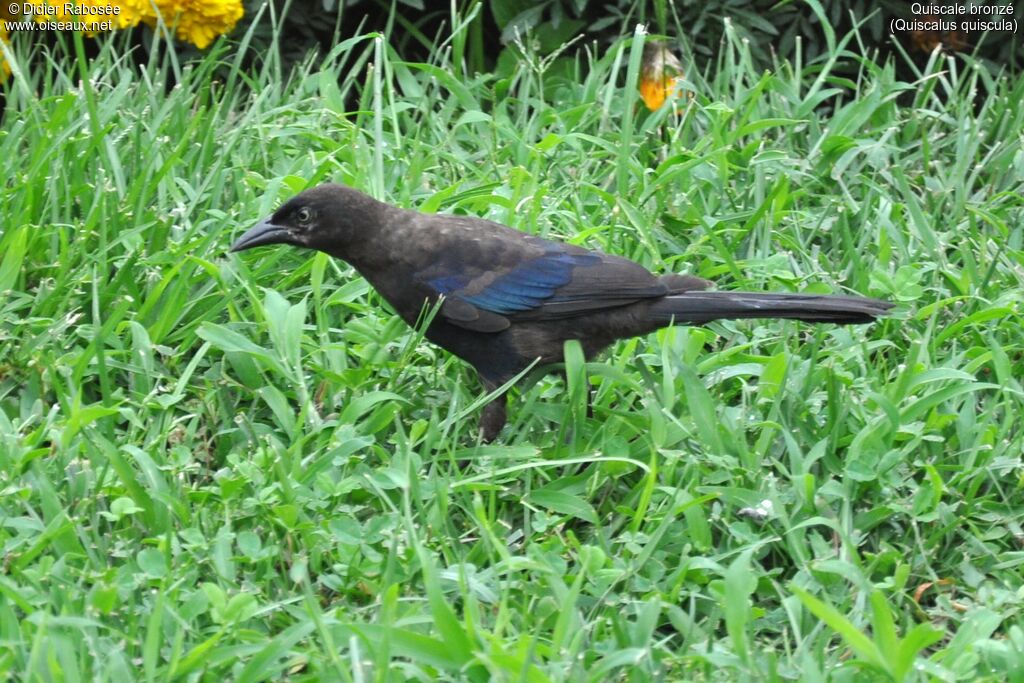 Common Grackle