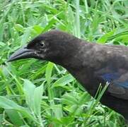 Common Grackle