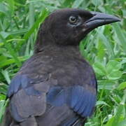 Common Grackle